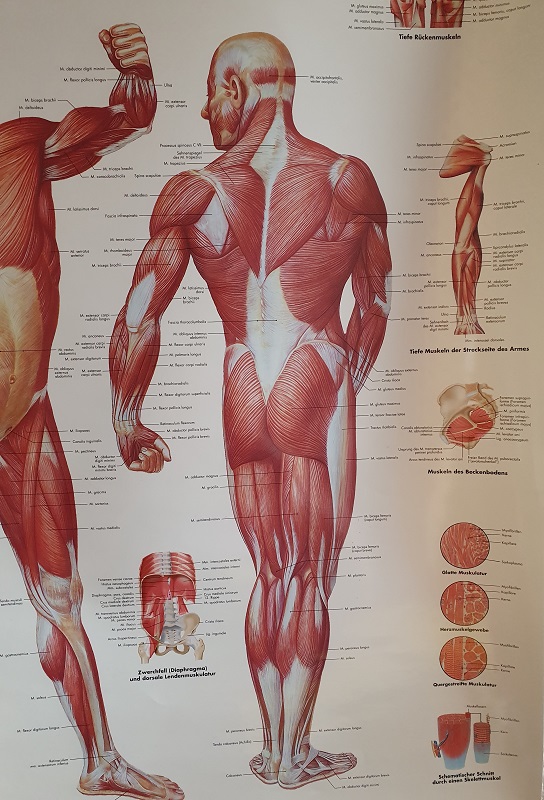 Yoga Anatomie und Netzwerke teil 1